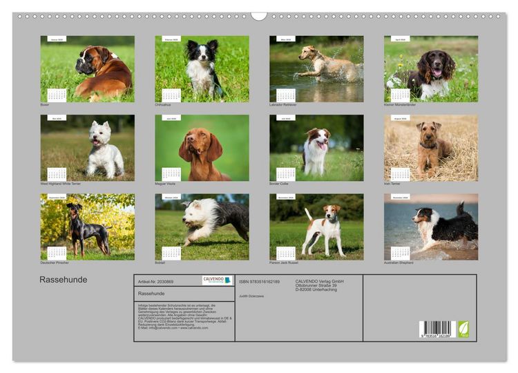 Produktbild: Rassehunde (Wandkalender 2026 DIN A2 quer), CALVENDO Monatskalender