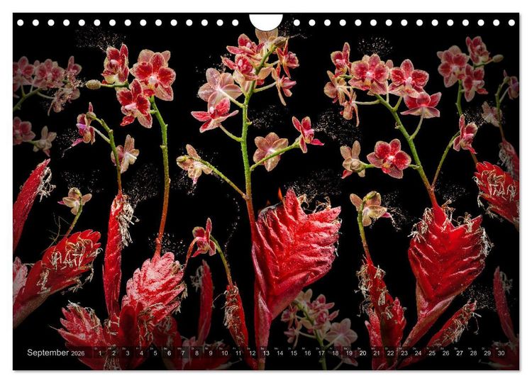 Produktbild: Orchidea (Wandkalender 2026 DIN A4 quer), CALVENDO Monatskalender