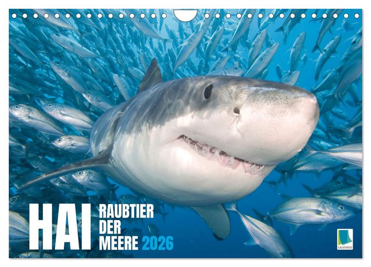 Produktbild: Hai: Raubtier der Meere (Wandkalender 2026 DIN A4 quer), CALVENDO Monatskalender
