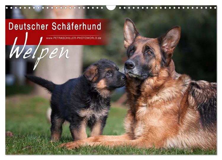 Produktbild: Deutscher Sch&auml;ferhund - Welpen (Wandkalender 2026 DIN A3 quer), CALVENDO Monatskalender