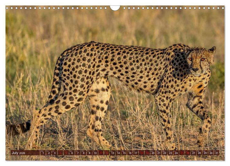Produktbild: Amazing Cheetahs (Wall Calendar 2026 DIN A3 landscape), CALVENDO 12 Month Wall Calendar