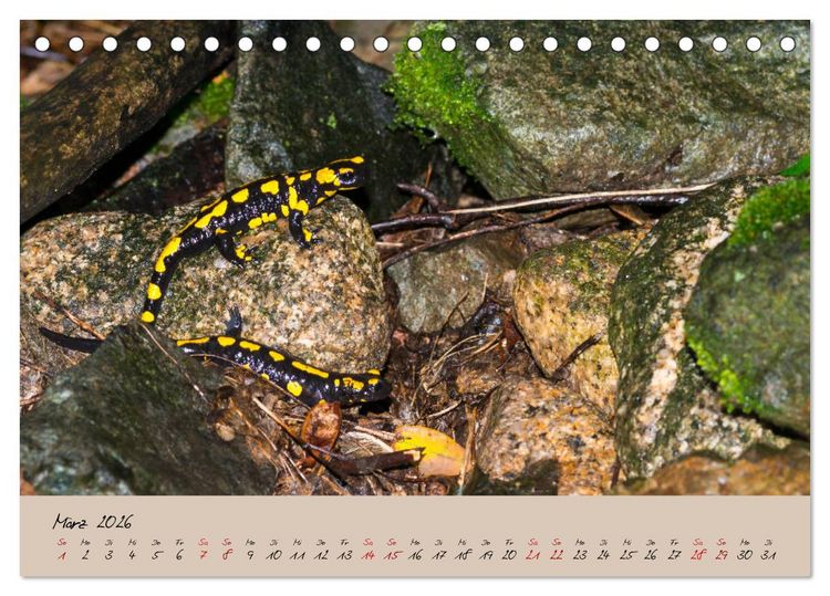 Produktbild: Feuersalamander - Liebenswerte Heimlichtuer (Tischkalender 2026 DIN A5 quer), CALVENDO Monatskalender