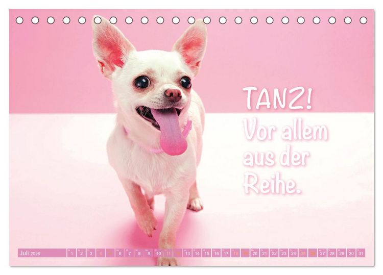 Produktbild: Chihuahua: Kleine Hunde, aber oho (Tischkalender 2026 DIN A5 quer), CALVENDO Monatskalender