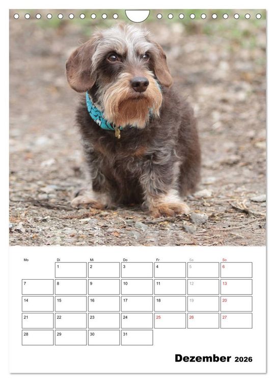 Produktbild: Geliebte Rabauken - Rauhaardackel (Wandkalender 2026 DIN A4 hoch), CALVENDO Monatskalender