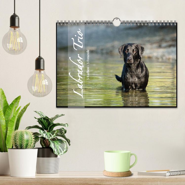 Produktbild: Labrador Trio - 3 Farben, 3 Freunde (Wandkalender 2026 DIN A4 quer), CALVENDO Monatskalender