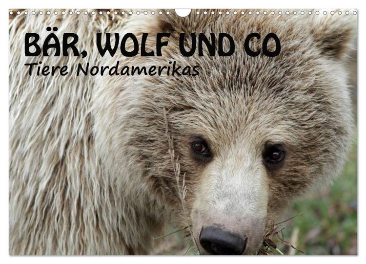 Produktbild: B&auml;r, Wolf und Co - Tiere Nordamerikas (Wandkalender 2026 DIN A3 quer), CALVENDO Monatskalender