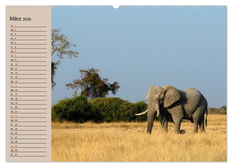Produktbild: Elefanten. Sensible R&uuml;sseltiere (Wandkalender 2026 DIN A2 quer), CALVENDO Monatskalender