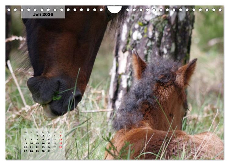 Produktbild: Nordportugal - Heimat der letzten wilden Pferde (Wandkalender 2026 DIN A4 quer), CALVENDO Monatskalender