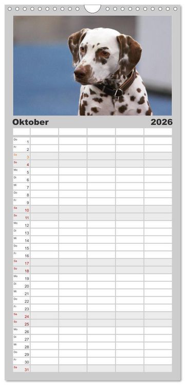 Produktbild: Familienplaner 2026 - Gefleckte Freunde - Hunderasse Dalmatiner mit 5 Spalten (Wandkalender, 21 x 45 cm) CALVENDO