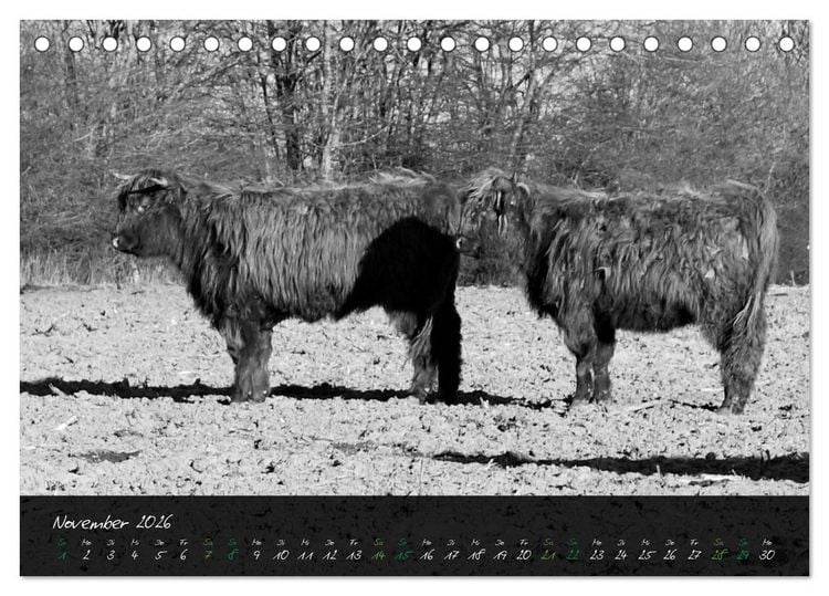Produktbild: Highland Cattle vom Nordlicht - Faszination Hochland Rind (Tischkalender 2026 DIN A5 quer), CALVENDO Monatskalender
