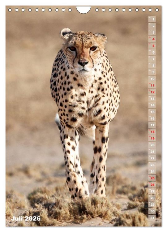 Produktbild: Safari hautnah - S&uuml;dliches und &ouml;stliches Afrika (Wandkalender 2026 DIN A4 hoch), CALVENDO Monatskalender