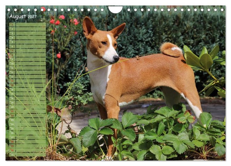 Produktbild: Basenji the African Barkless Dog (Wall Calendar 2027 DIN A4 landscape), CALVENDO 12 Month Wall Calendar
