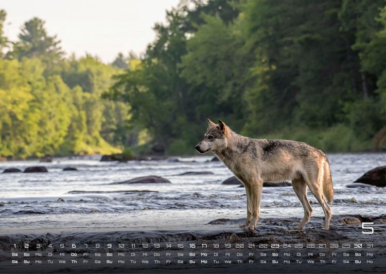 Produktbild: Wolf &ndash; Im Schatten des Waldes - 2027 - Kalender DIN A3