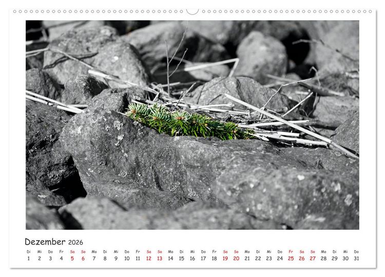 Produktbild: Gestrandet -Treibgut- (hochwertiger Premium Wandkalender 2026 DIN A2 quer), Kunstdruck in Hochglanz