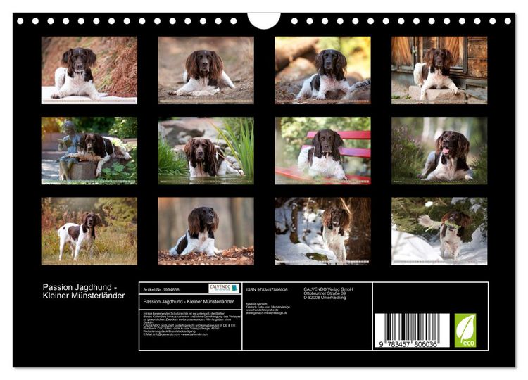 Produktbild: Passion Jagdhund - Kleiner M&uuml;nsterl&auml;nder (Wandkalender 2026 DIN A4 quer), CALVENDO Monatskalender