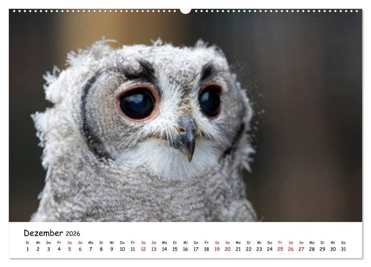 Produktbild: Eulen 2026 (Wandkalender 2026 DIN A2 quer), CALVENDO Monatskalender