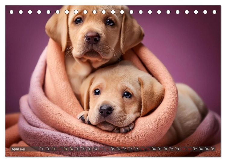 Produktbild: Welpen im Kuschelmodus - Herzerw&auml;rmende kleine Labrador Retriever (Tischkalender 2026 DIN A5 quer), CALVENDO Monatskalender