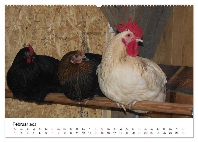 Produktbild: Bauernhoftiere (Wandkalender 2026 DIN A2 quer), CALVENDO Monatskalender