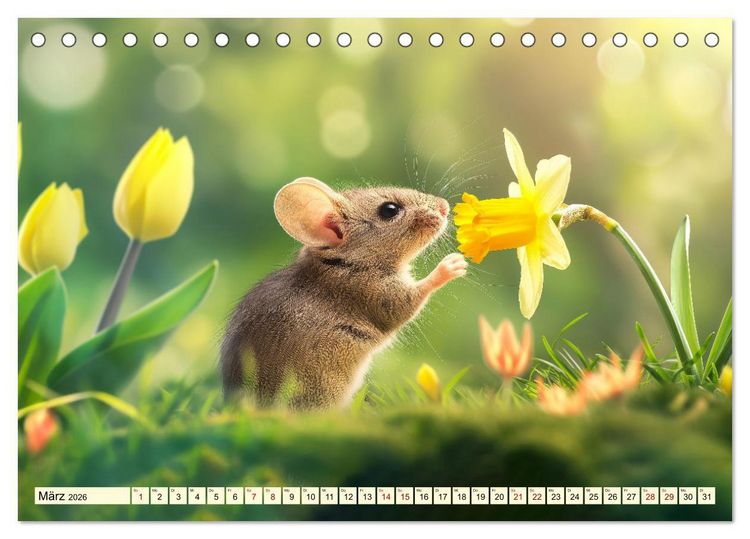 Produktbild: M&auml;use - neugierig unterwegs (Tischkalender 2026 DIN A5 quer), CALVENDO Monatskalender