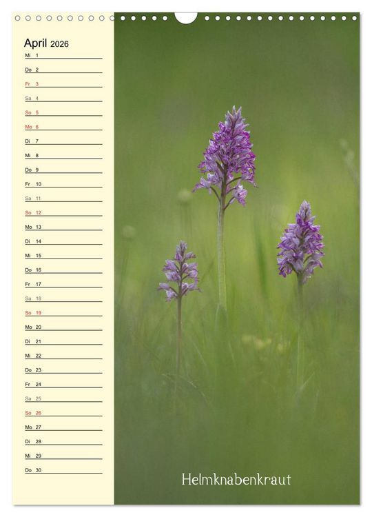 Produktbild: Wildwachsende Orchideen in Bayern (Wandkalender 2026 DIN A3 hoch), CALVENDO Monatskalender