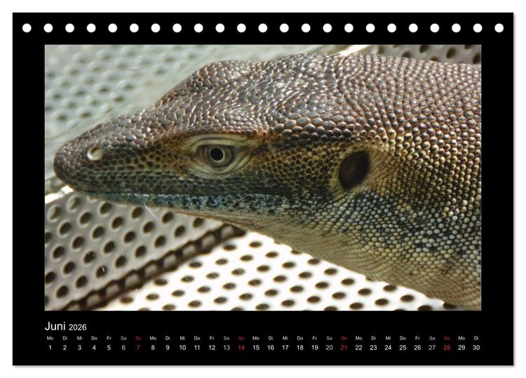 Produktbild: Faszinierende Reptilien (Tischkalender 2026 DIN A5 quer), CALVENDO Monatskalender