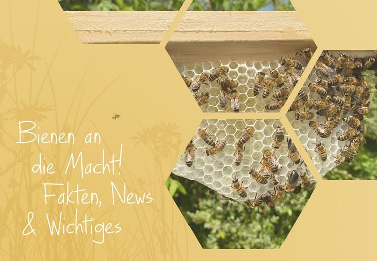 Produktbild: Imkern mit Naturwabenbau
