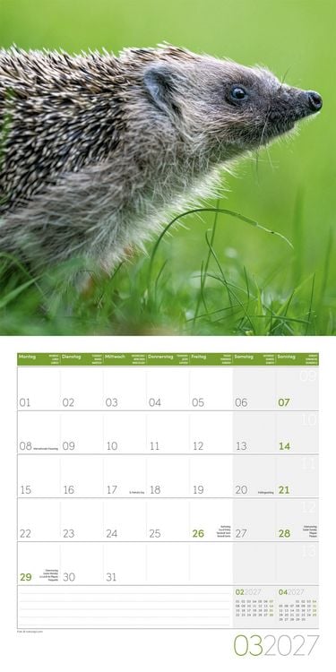 Produktbild: Igel Kalender 2027 - 30x30 - Art12