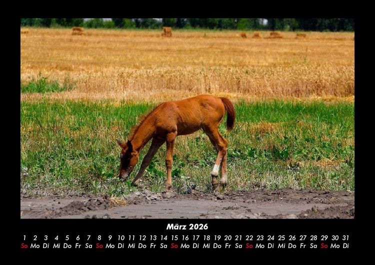 Produktbild: Die Welt der Pferde 2026 Fotokalender DIN A3