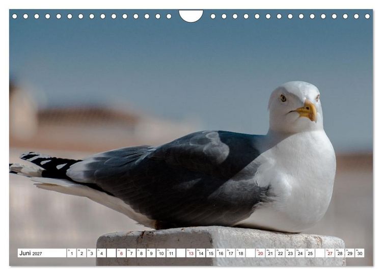 Produktbild: M&ouml;wen- Botschafter des Windes (Wandkalender 2027 DIN A4 quer), CALVENDO Monatskalender