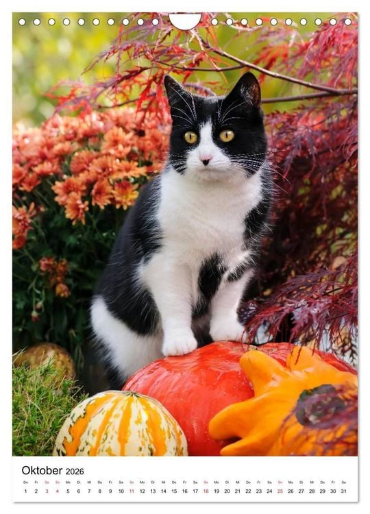 Produktbild: COUNTRY CATS (Wandkalender 2026 DIN A4 hoch), CALVENDO Monatskalender