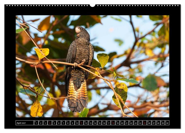 Produktbild: V&ouml;gel von "Down Under" Australien (hochwertiger Premium Wandkalender 2027 DIN A2 quer), Kunstdruck in Hochglanz