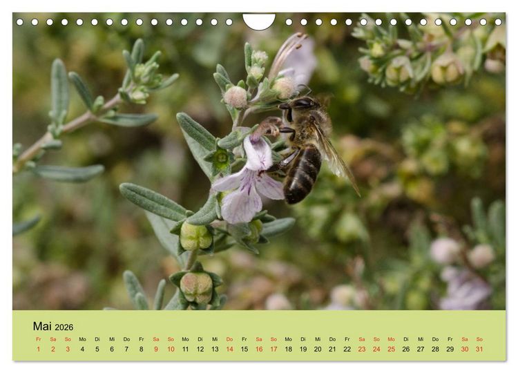 Produktbild: Bienen bei der Arbeit (Wandkalender 2026 DIN A4 quer), CALVENDO Monatskalender