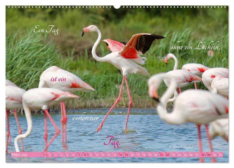 Produktbild: The Power Of Pink (hochwertiger Premium Wandkalender 2026 DIN A2 quer), Kunstdruck in Hochglanz