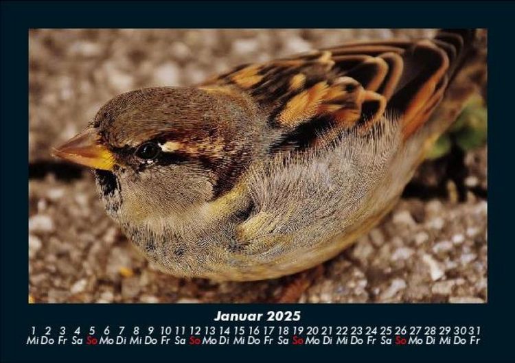 Produktbild: Vogelparadies 2025 Fotokalender DIN A5