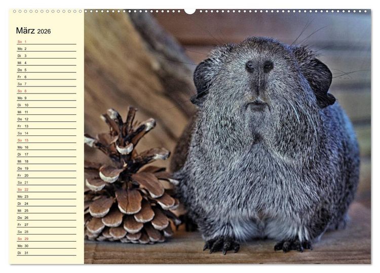 Produktbild: Meerschweinchen. Geliebte Nager (hochwertiger Premium Wandkalender 2026 DIN A2 quer), Kunstdruck in Hochglanz