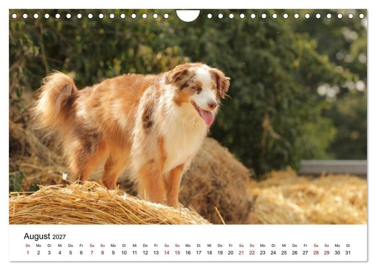 Produktbild: Australian Shepherd - Treue Blicke, wilde Herzen (Wandkalender 2027 DIN A4 quer), CALVENDO Monatskalender