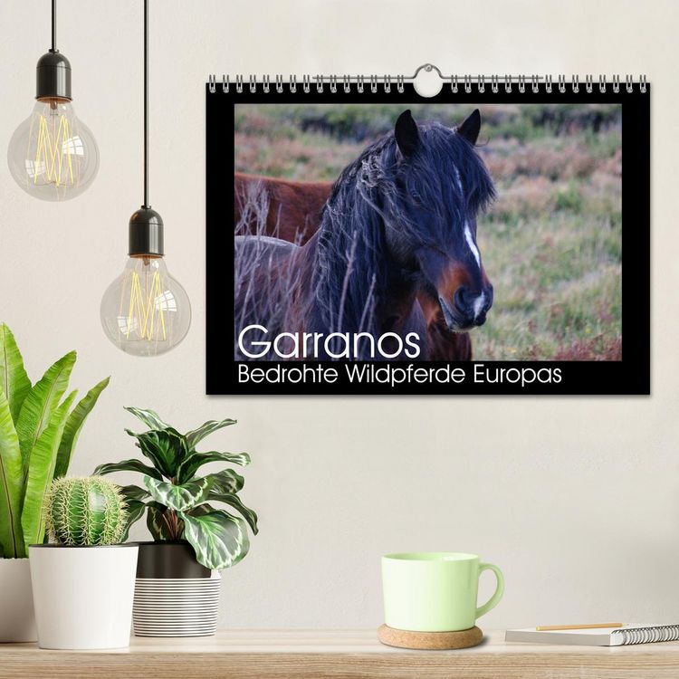 Produktbild: Garranos - Bedrohte Wildpferde Europas (Wandkalender 2026 DIN A4 quer), CALVENDO Monatskalender