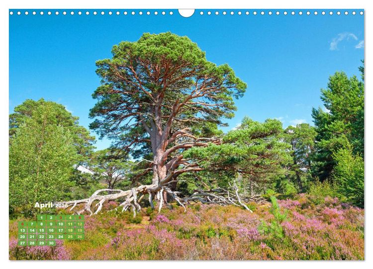 Produktbild: Naturschauspiele in Schottland (Wandkalender 2026 DIN A3 quer), CALVENDO Monatskalender