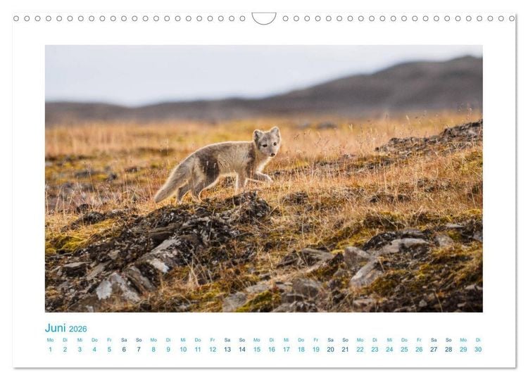 Produktbild: Spitzbergen - Landschaft - Eis - Tierwelt (Wandkalender 2026 DIN A3 quer), CALVENDO Monatskalender
