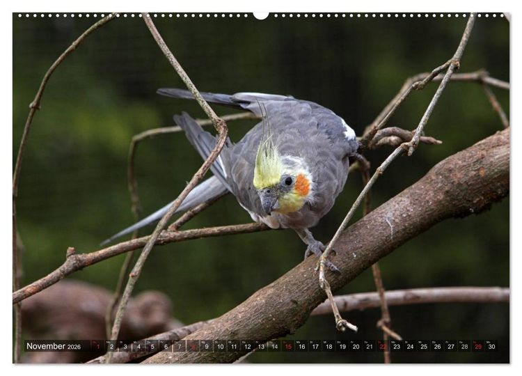 Produktbild: Nymphensittiche (Wandkalender 2026 DIN A2 quer), CALVENDO Monatskalender