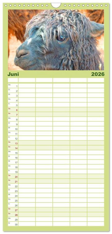 Produktbild: Familienplaner 2026 - Alpakas und Lamas mit 5 Spalten (Wandkalender, 21 x 45 cm) CALVENDO