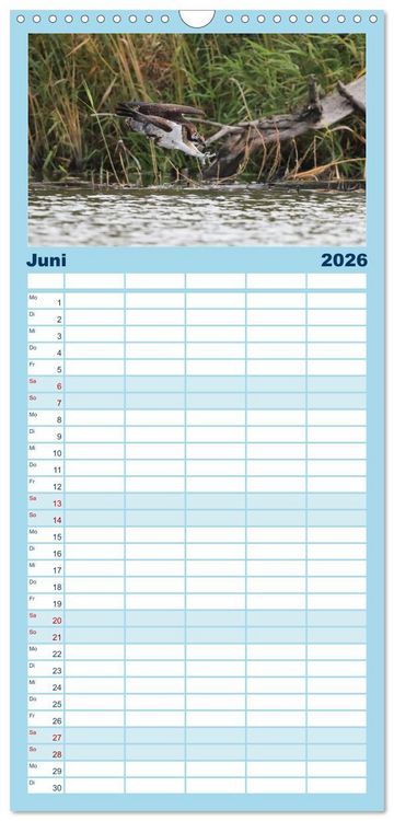 Produktbild: Familienplaner 2026 - Fischadler - Meister des Sturzfluges mit 5 Spalten (Wandkalender, 21 x 45 cm) CALVENDO