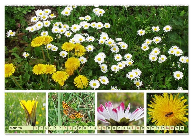 Produktbild: Bl&uuml;tenmeer am Wegesrand (hochwertiger Premium Wandkalender 2026 DIN A2 quer), Kunstdruck in Hochglanz