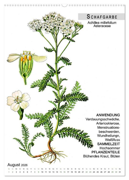 Produktbild: Heilpflanzen (Wandkalender 2026 DIN A2 hoch), CALVENDO Monatskalender