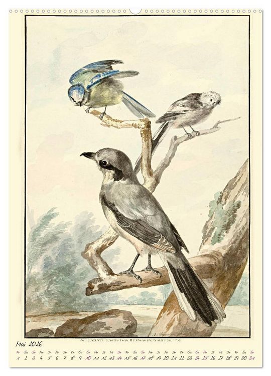 Produktbild: Aert Schouman. V&Ouml;GEL (Wandkalender 2026 DIN A2 hoch), CALVENDO Monatskalender