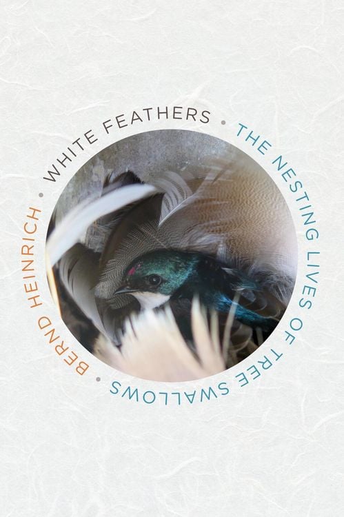 Produktbild: White Feathers