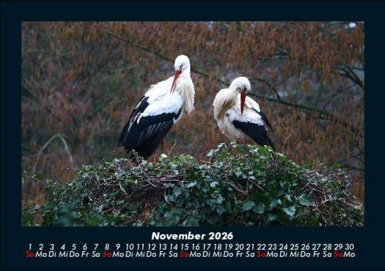 Produktbild: Welt der V&ouml;gel 2026 Fotokalender DIN A5