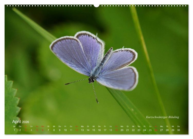 Produktbild: Gro&szlig;e und kleine Schmetterlinge (Wandkalender 2026 DIN A2 quer), CALVENDO Monatskalender
