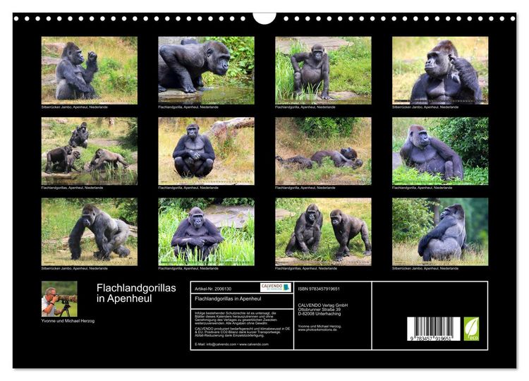 Produktbild: Flachlandgorillas in Apenheul (Wandkalender 2026 DIN A3 quer), CALVENDO Monatskalender