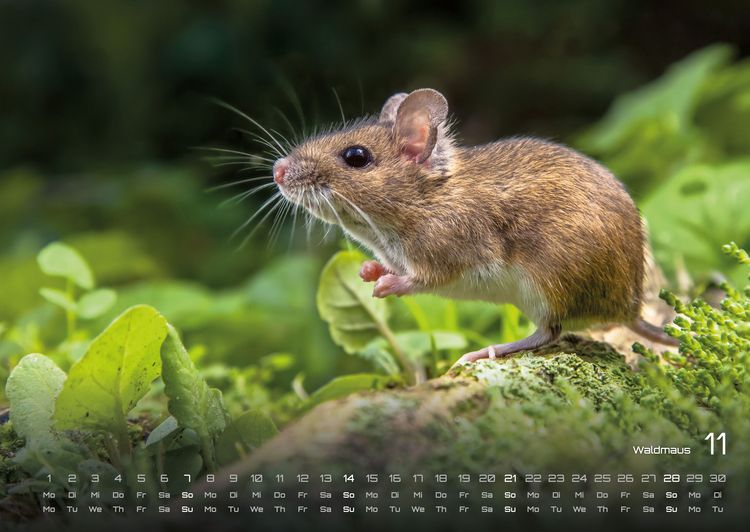 Produktbild: Waldtiere - Heimische Waldbewohner - Der Tierkalender - 2027 - Kalender DIN A2